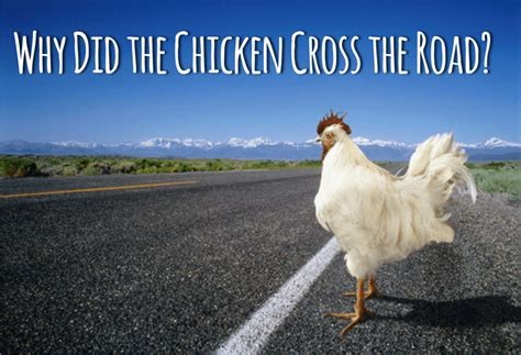 chickenroadtips Story